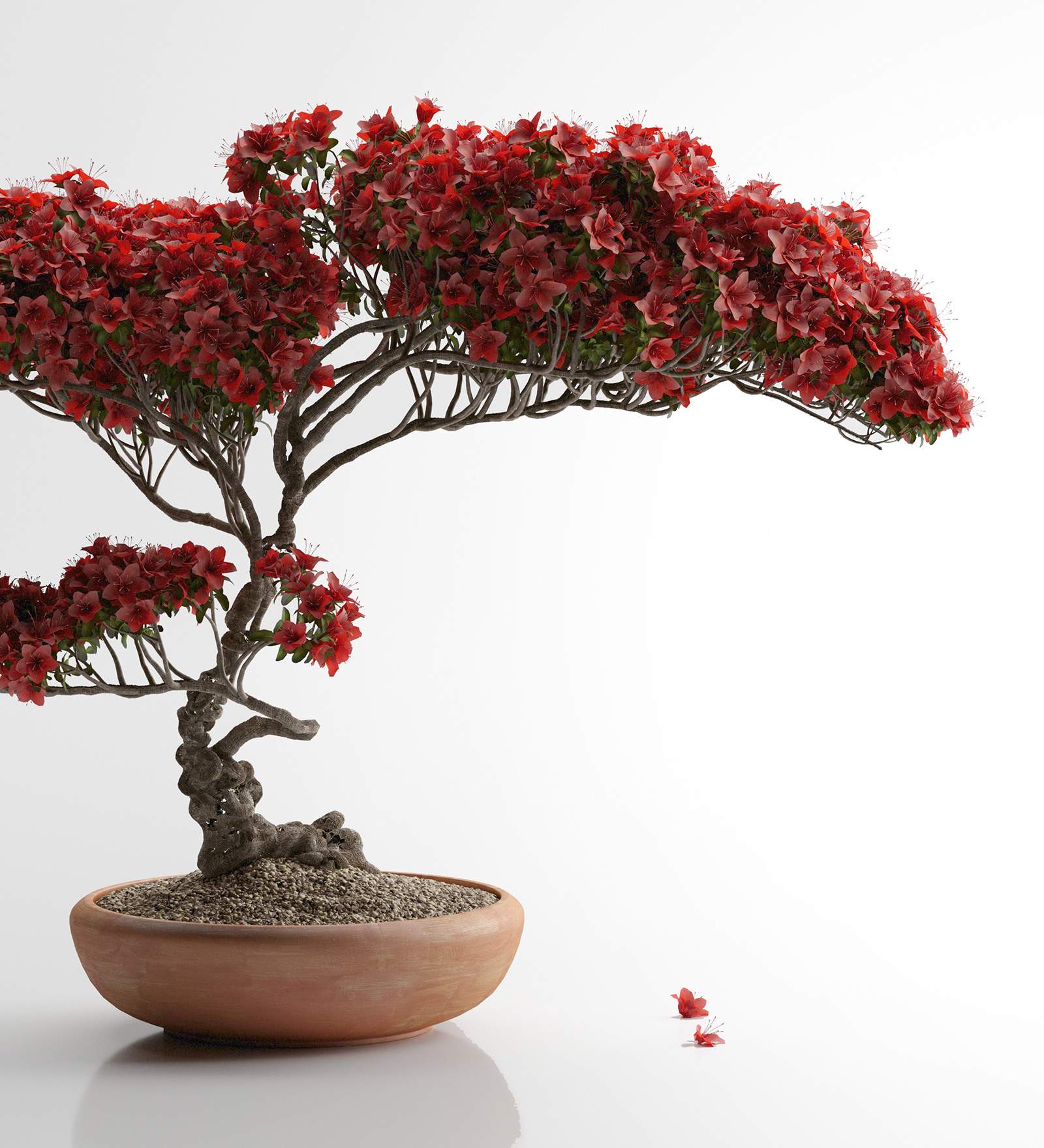 Bonsai als symbool voor zorgvuldig opgebouwde ondernemingswaarde