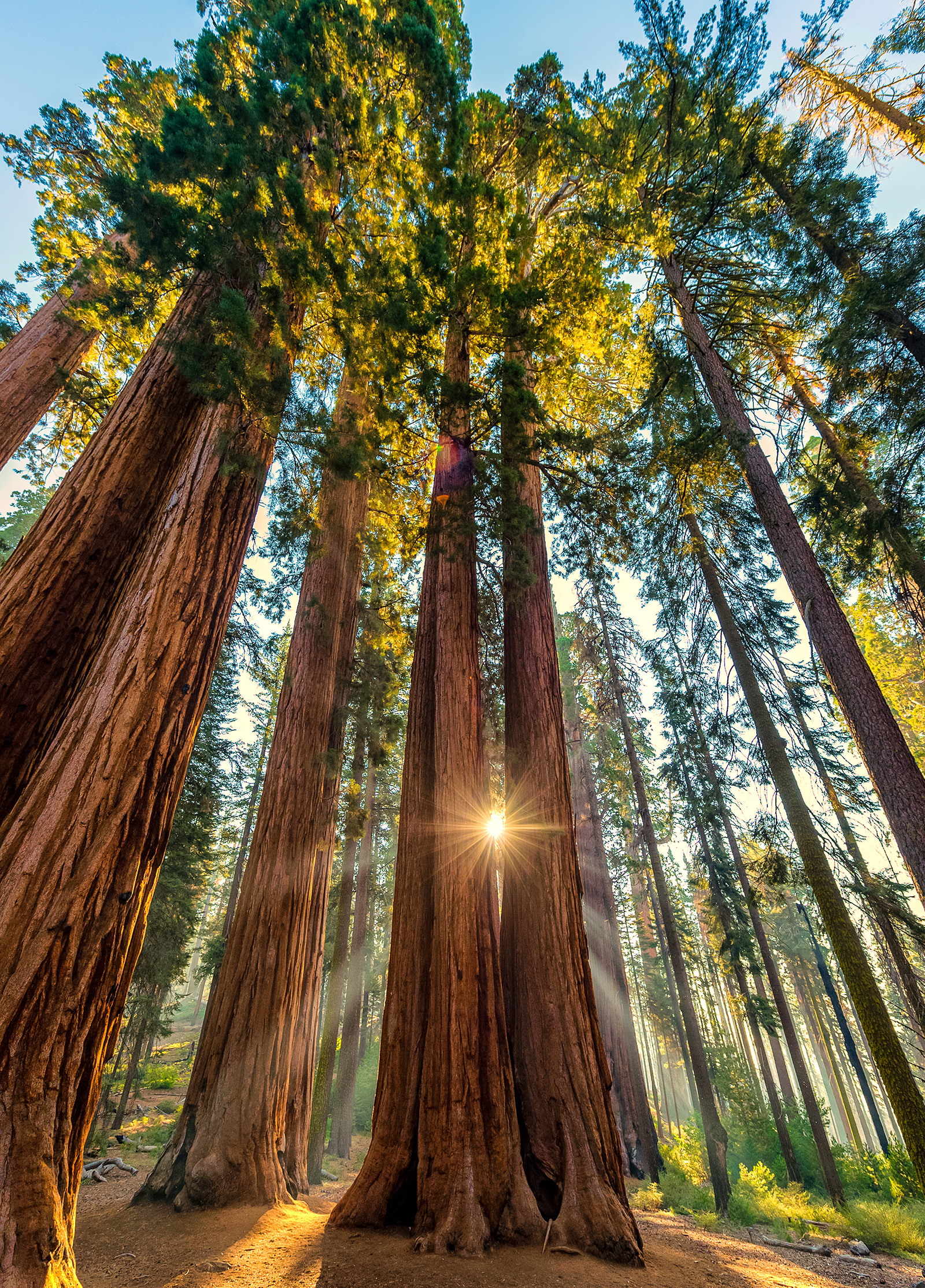 Sequoias symbolising perspective and sustainable development
