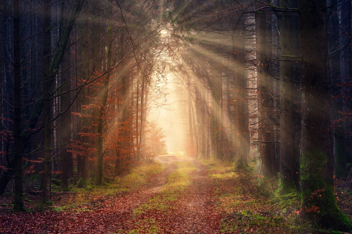 Zonlicht in een bos: helderheid en perspectief bij financiële geschillen